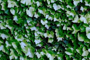 灌木 植物 树叶 宏观 4k壁纸 3840x2160