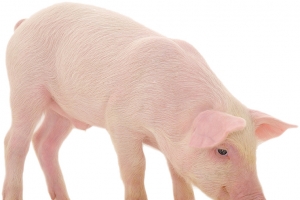 家养小猪 侧面
