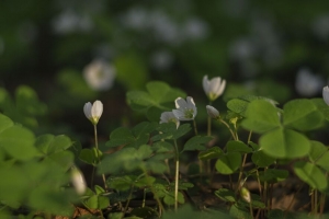 三叶草 花 白色 植物 宏观 4k壁纸 3840x2160