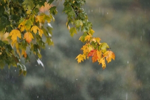 树叶 树枝 水滴 雨 宏观 4k壁纸 3840x2160