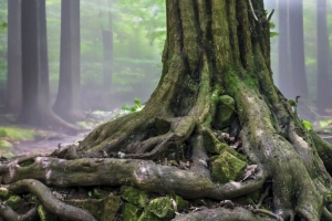 树 根 树干 苔藓 森林 4k壁纸 3840x2160