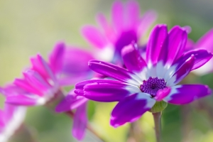 蓝眼菊花4K壁纸
