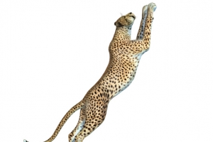 飞扑的猎豹免抠