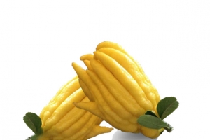 美味的佛手柑