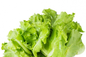 生菜免抠素材