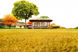 农村 小树