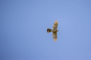 麻雀鹰 鹰 鸟 飞行 天空 4k壁纸 3840x2160