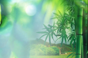 绿色竹林木板PSD分层主图背景素材