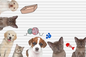 宠物简约灰色banner