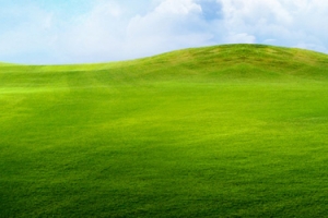 绿色草原背景