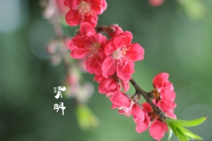 春天 四月 清明节 青团 海报 背景26