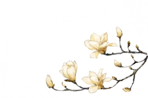 白色木兰花