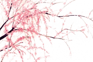 桃花png免扣素材