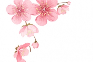 桃花花蕊粉色水彩