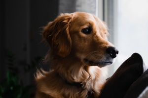 金毛寻回犬 狗 宠物 棕色 浏览 4k壁纸 3840x2160