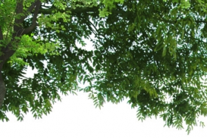 春季清新大树树枝