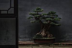 盆景 树 植物 装饰 门 4k壁纸 3840x2160