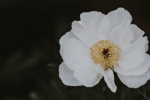 牡丹 花 白色 特写 动态模糊 4k壁纸 3840x2160