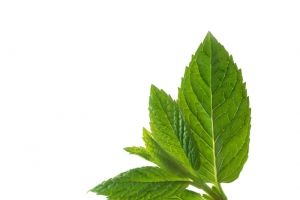 薄荷绿色动植物元素植物高清PNG透明设计素材免费下载