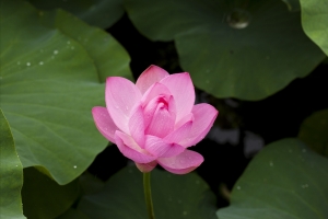 莲花 大自然 植物 鲜花 粉红色 池塘植物 莲花5K壁纸