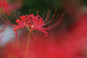石蒜花彼岸花高清图片