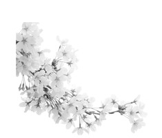 中国风白色樱花花朵