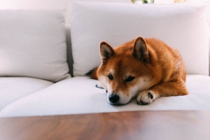  shiba inu 狗 宠物 放松 4k壁纸 3840x2160