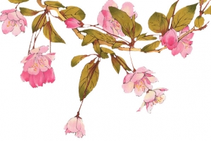 水彩树叶红色花朵叶子