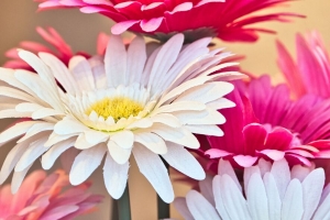 非洲菊 花 花瓣 花束 4k壁纸 3840x2160
