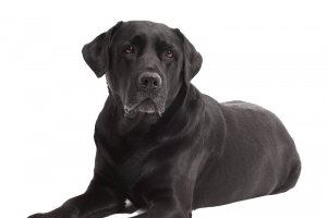 黑色拉布拉多犬