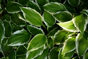  hosta 叶子 宏 植物 绿色 4k壁纸 3840x2160