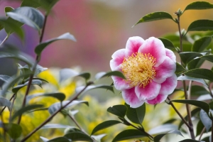 茶花 花 花瓣 宏观 粉红色 树叶 4k壁纸 3840x2160
