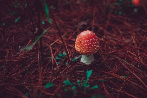  amanita 蘑菇 草 秋季 4k壁纸 3840x2160