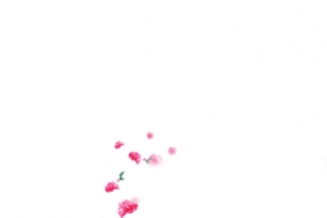 纷飞花瓣粉色花朵装饰