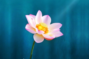 二十四节气小暑荷花banner海报