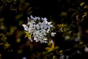 樱桃 树枝 花 开花 植物 白色 4k壁纸 3840x2160