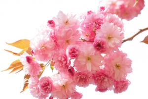 阳光明媚春日里盛开的樱花