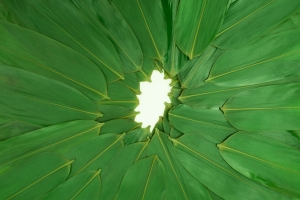端午节绿色粽叶4K背景图片