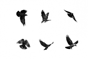 鹰高清PNG透明图片-动物装饰元素设计素材免费下载