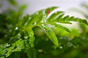 谷雨节气清新背景