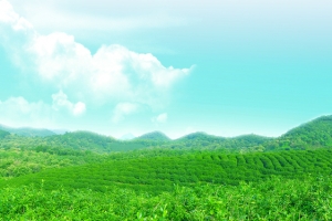茶山茶园绿色生态风景