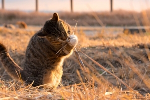 猫 顽皮 有趣 草 4k壁纸 3840x2160