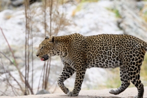 豹子 捕食者 大猫 野生 动物 模糊 4k壁纸 3840x2160