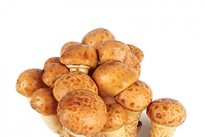滑子蘑，滑子菇