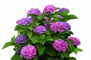 红色秋菊