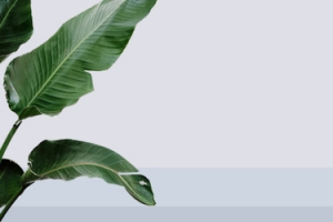 高档大气简约风女鞋专区banner