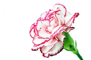 节日鲜花