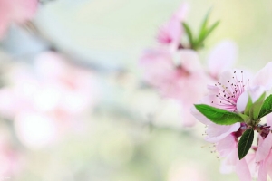 春天绿叶桃花