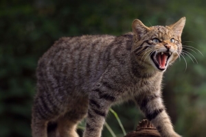 野猫 猫 獠牙 野生动物 4k壁纸 3840x2160