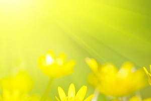 小黄花
